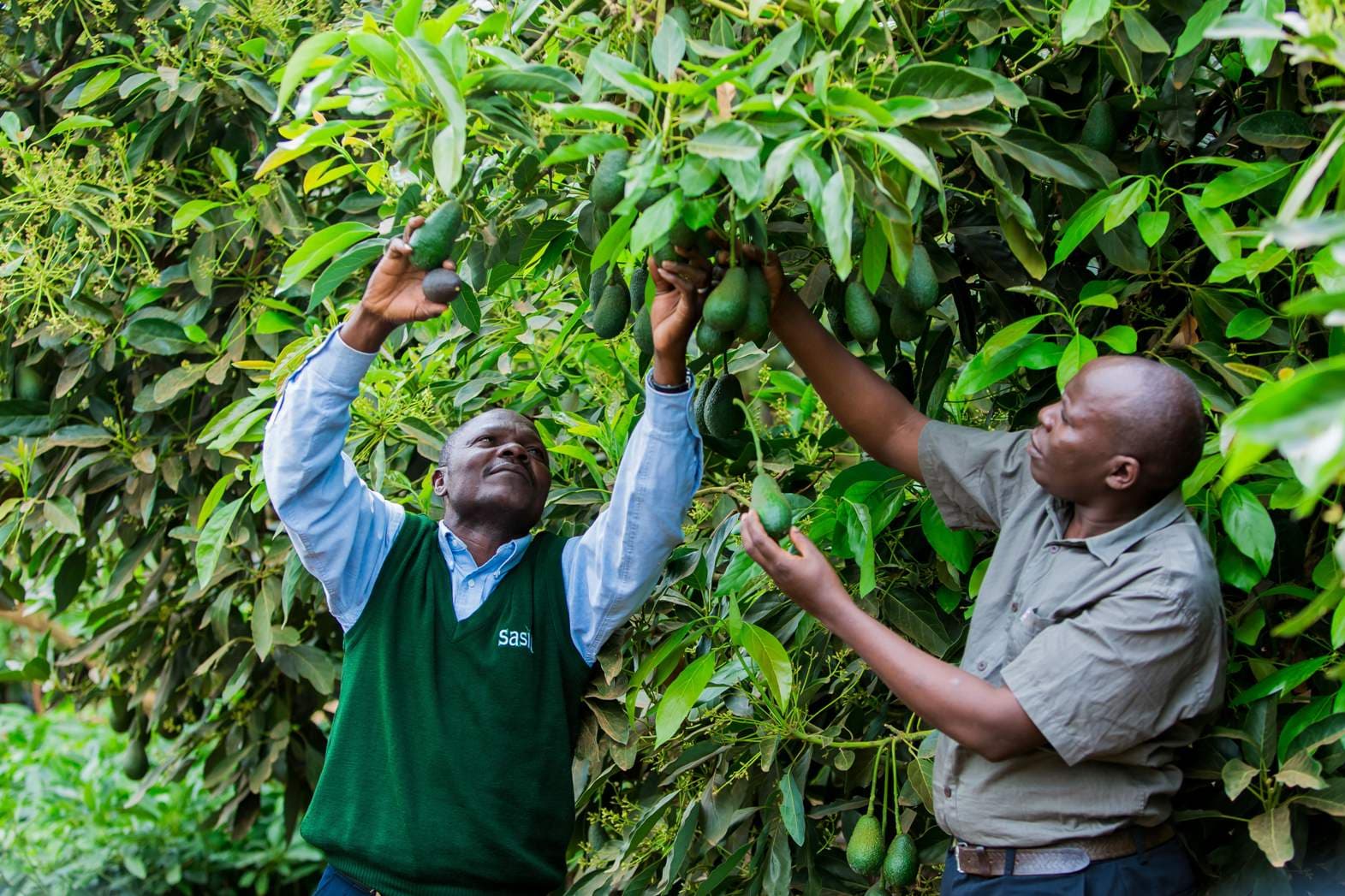 avocados sorting machine